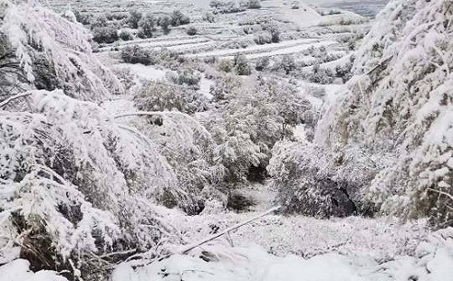 寒流侵襲 中國7成地區急速冷凍 18大城創下今年氣溫新低紀錄