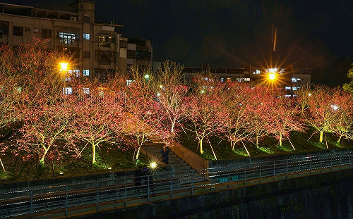 百花齊放迎2022！北市5花季接力綻放至明年3月