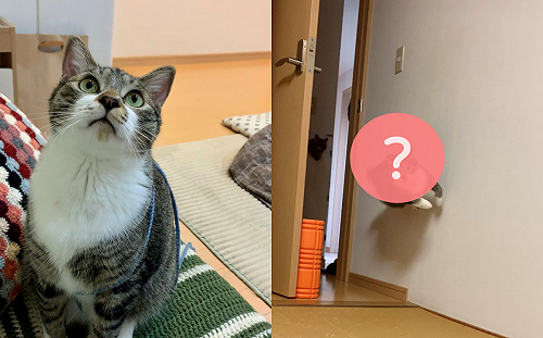 (影)回頭驚見貓展現忍技！網讚技術高超