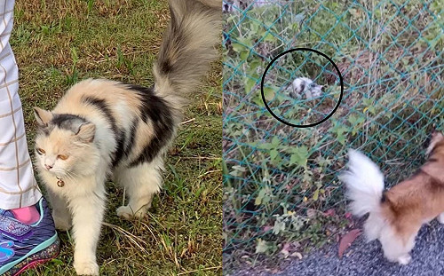 貓咪失蹤！陌生汪看尋喵啟事秒找到