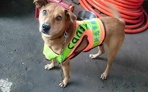 清潔隊犬candy長針眼？ 新北動保處妙手除瘤助回春