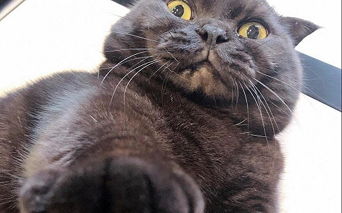 維護毛寶貝食安 新北動保處稽查375件食品、12件廣告合格