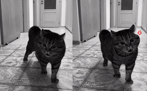 貓咪好生氣！「哇啦哇啦」歪頭碎念