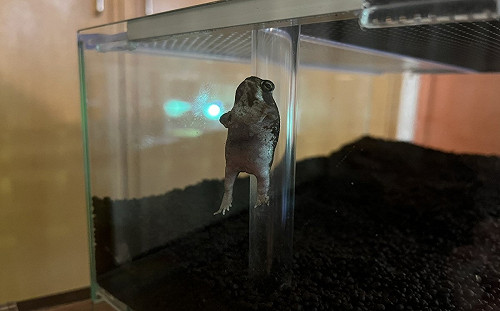 (影)蛙蛙飄浮在空中？飼主曝真相笑翻了