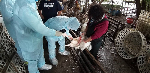 防堵新型禽流感  新北動保處持續強化防範措施