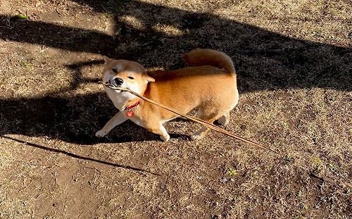 柴微笑秀戰利品！遭飼主網友大歪樓