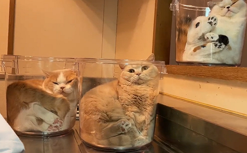 (影)媽洗碗放三個桶！不久神變出貓罐頭