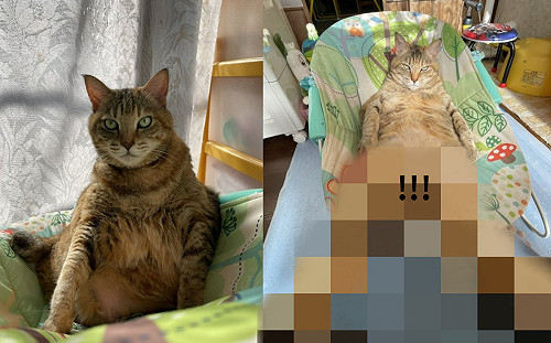 (影)虎斑貓爽躺嬰兒床！網笑：腿超長