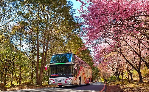 武陵賞櫻專車今開賣！維持原價10年不調漲