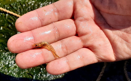 歷經506天清消作業 新北蝦蟹養殖場撲滅十足目虹彩病毒