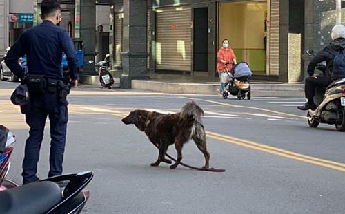 疏縱犬隻兩個月通報56件 新北動保處籲飼主小心挨罰吃官司