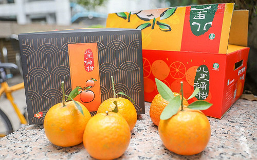 清爽解膩討吉利 新北八里桶柑預購開始囉！