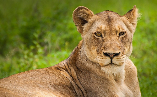 (影)獅子疑逃家！霸氣主人直接環抱帶離