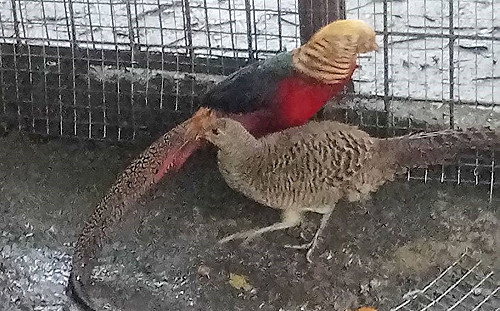 招財金雞險成麻油雞  新北動保處救援安置一對紅腹錦雞