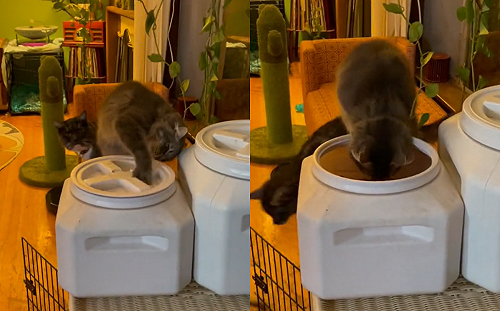 (影)媽媽忘了餵！貓爆二頭肌自開飼料罐