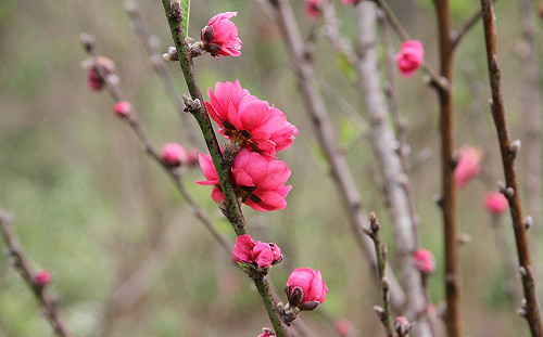 享受森林療癒時光！到高雄扇平園區感受多元生態之美