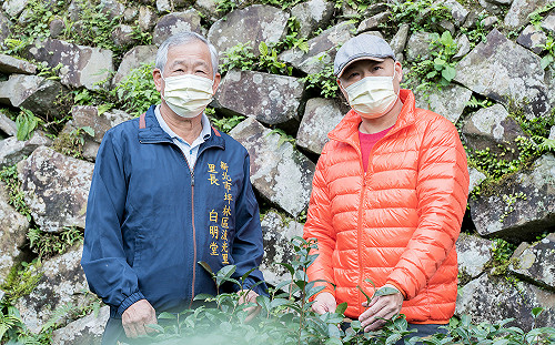 植茶轉型有成  新北坪林里長帶頭響應有機農法