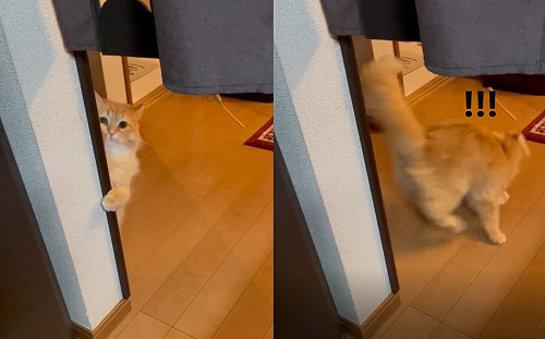 (影)萌貓躲牆角偷窺後逃跑！媽：好難懂