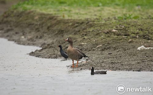 易危鳥種小白額雁棲息台南  白河公所設三角錐護鳥度冬獲好評