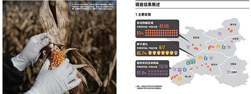 綠色和平爆：中國非法基改玉米流竄