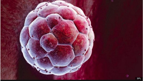 英批准胚胎基因改造 外界憂誕生「基因寶寶」