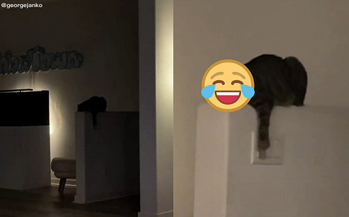 客廳電燈閃不停！竟是虎斑貓搞鬼