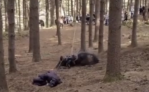 韓劇《太宗李芳遠》「虐馬致死」疑雲延燒 4萬網友請願青瓦台停播