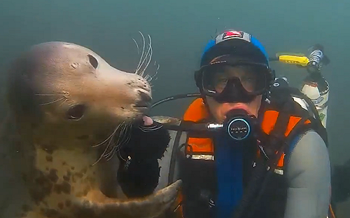 (影)海豹超撒嬌！見人類分心還拍肩拉回