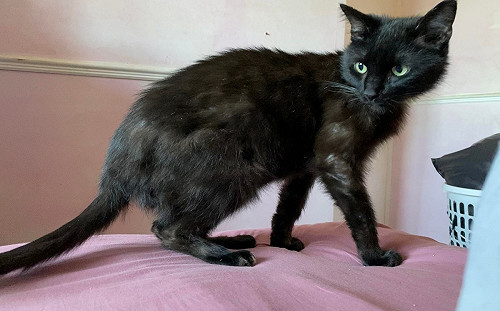 電話中聽見喵叫！她竟找回失蹤黑貓