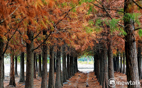 美麗秘境六甲落羽松  花海裝置藝術增色迎春