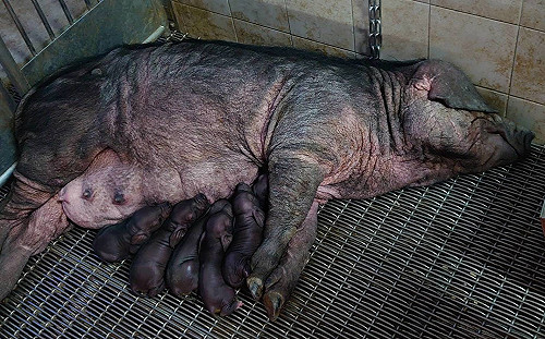 畜試所復育原生物種！桃園豬人工授精產下13頭台灣小黑豬