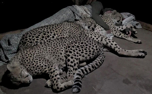 他與獵豹過夜！3隻輪流討抱互取暖