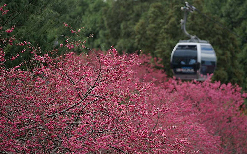 台灣首度櫻花預報！氣象局公布「八重櫻」最佳賞花時機
