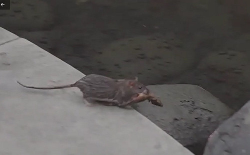 Omicron最早是由｢老鼠傳人｣? 中國最新研究：不是從Delta演化而來