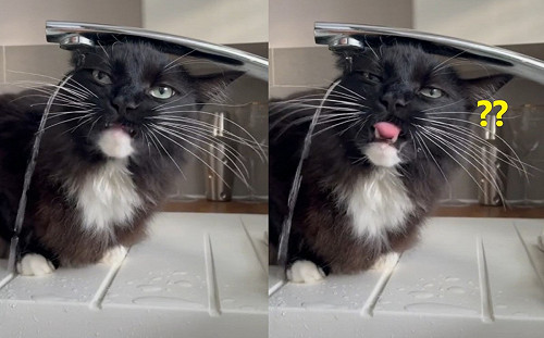 黑貓喝水卻狂空舔！笑翻500萬網友