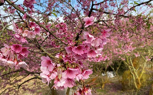 萬棵櫻花齊綻放！2022雲林草嶺櫻花季1/29登場