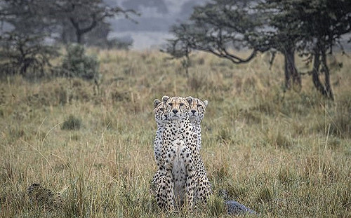 驚見「3頭豹」！齊看鏡頭：有事？