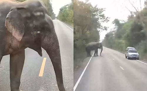 大象路邊隨機臨檢！見這物秒開心