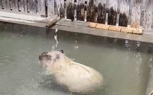 (影)水豚君入定了！熱溫泉澆頭不為所動