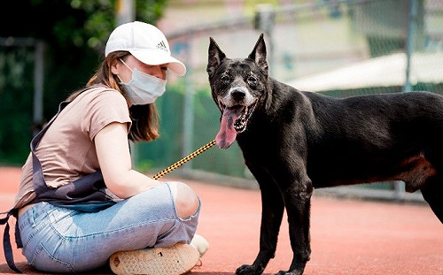 春節連假 新北寵物運動場一天一處玩不完
