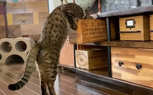 (影)小偷貓抓包一瞬間！回頭眼神超殺