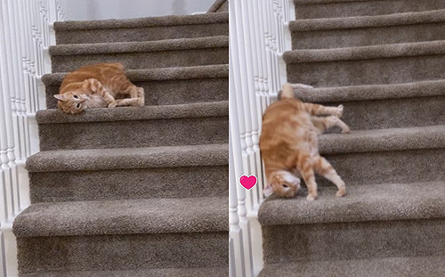懶得走路！橘貓竟耍廢「滑下樓梯」