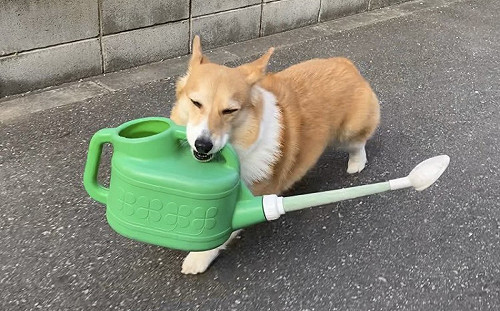 (影) 柯基陪澆花！自叼器具小碎步跟隨