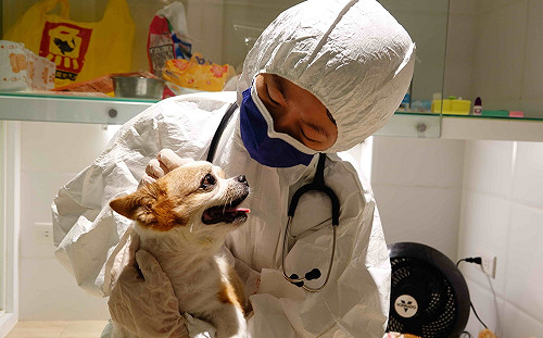 新北動保處助飼主防疫安置寵物 1314人次受惠