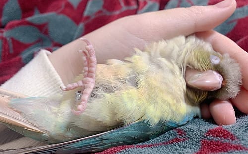 (影)鳥寶超慵懶！在主人身上睡到翻滾