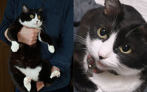 (影)問吃飯還吃點心？貓咪回應完全不同