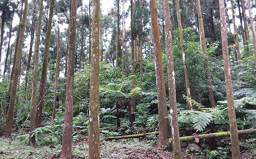 111年新北原住民保留地禁伐補償 即日起受理申請