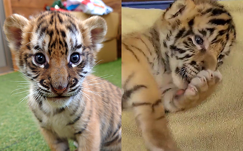 小奶虎吃飽吸肉球撒嬌！哼哼聲超萌