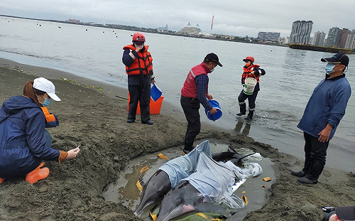 八里海岸驚見活體海豚擱淺 新北動保處半天救援3隻