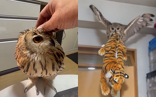貓頭鷹叼虎布偶站門上！威嚇超威風